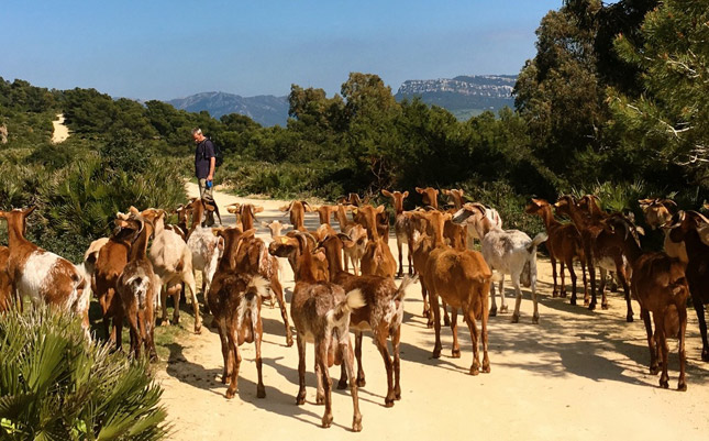 goats-web