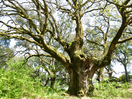 tree-web