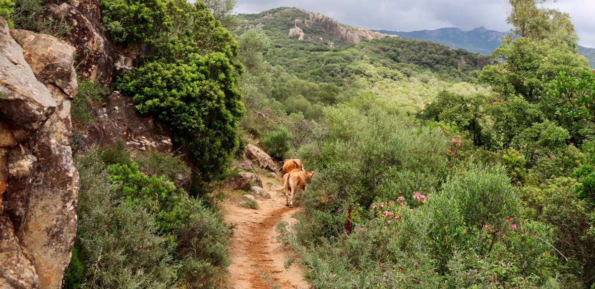 landscape1-cow