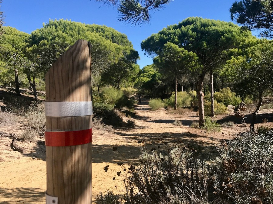 ALG4 - doordepijnboombossen