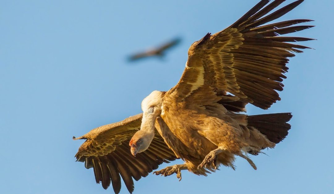 Gieren en vogeltrek bij Tarifa, Cádiz