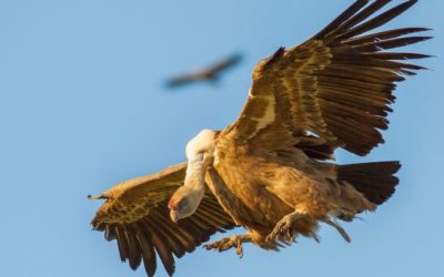 Gieren en vogeltrek bij Tarifa, Cádiz