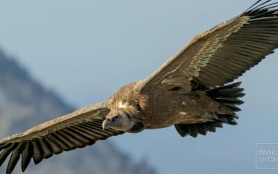 Birdwatchen in Cádiz op 28 september!