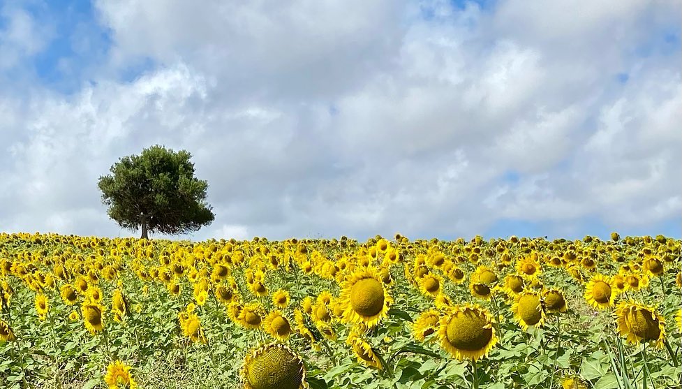 zonnenbloem1